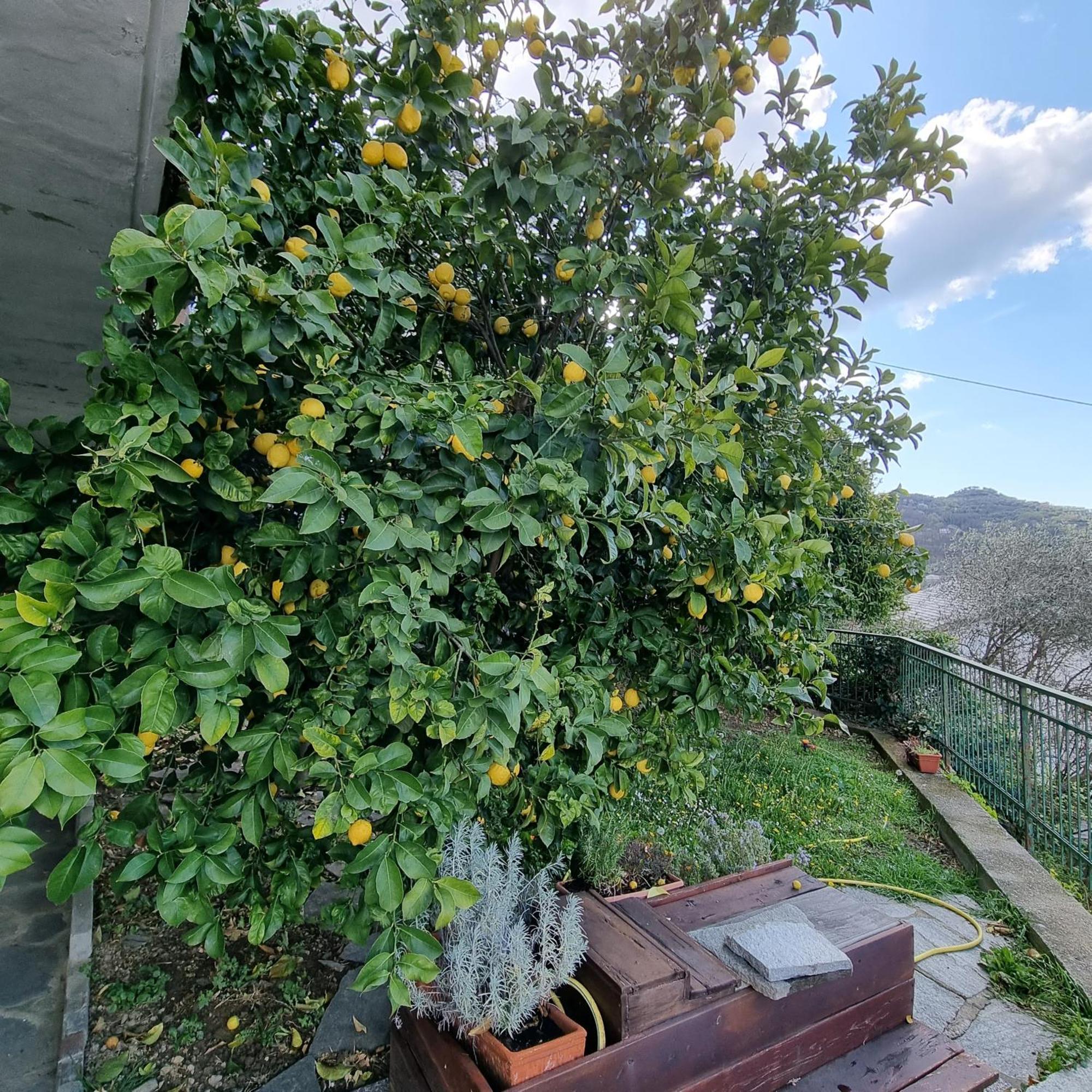 B&B La Terrazza Sui Fieschi Cogorno ภายนอก รูปภาพ